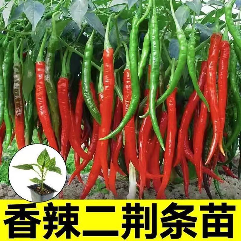 二荆条辣椒苗秧苗超长线椒苗香辣蔬菜种子/种苗