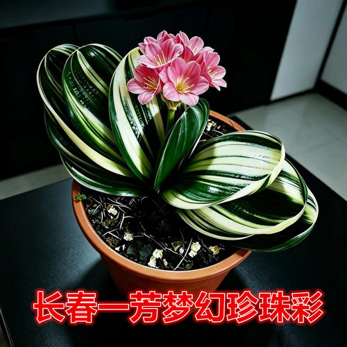 一芳梦幻珍珠彩金丝盆栽好养