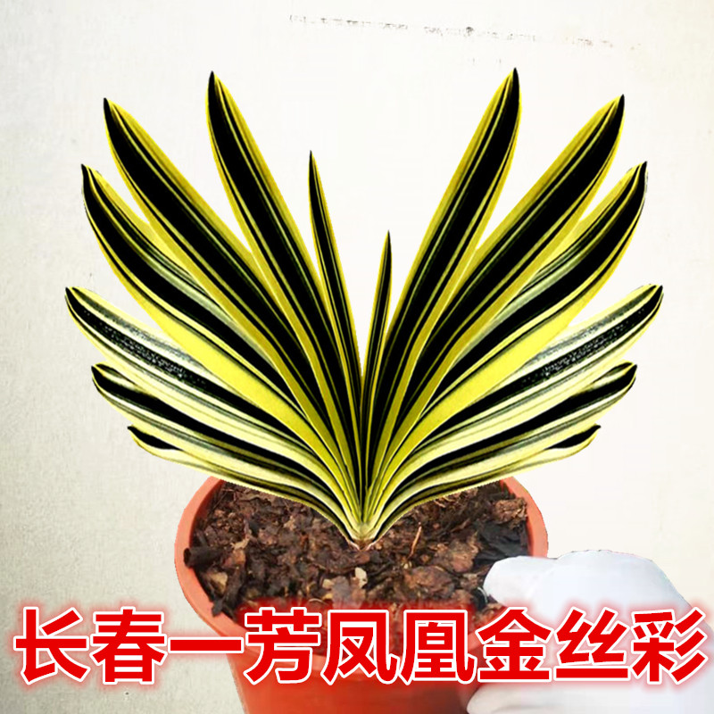 长春精品高端君子兰凤凰金丝彩兰宽短叶覆轮鸳鸯一线立板小苗花卉