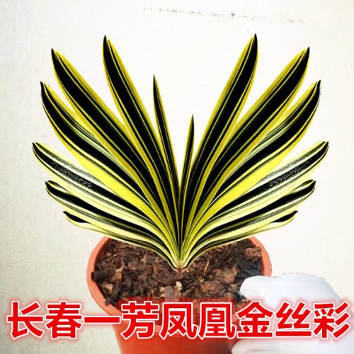 覆轮鸳鸯一线长春精品高端君子兰