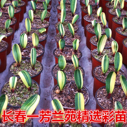 长春一芳精品君子兰鸳鸯覆轮