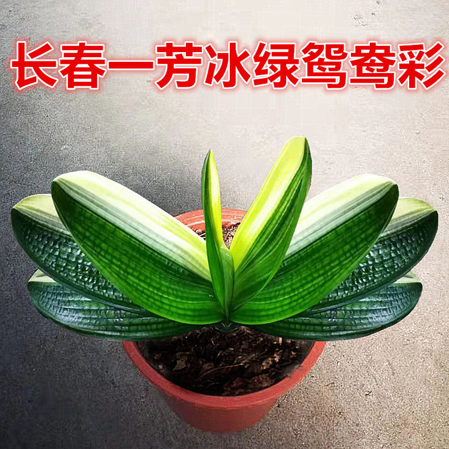 长春一芳君子兰精品彩兰鸳鸯瓷白墨绿一线天福伦圆头和尚麻脸小苗