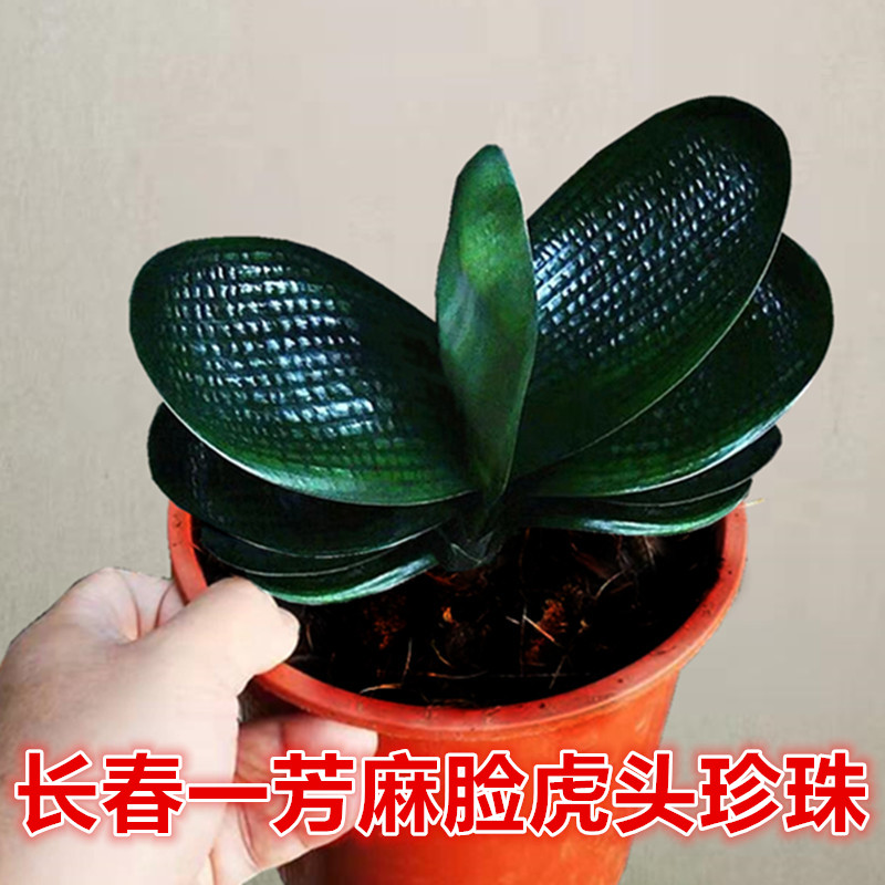 长春精品君子兰高端虎头珍珠宽短叶圆头坑纹麻脸粗筋油匠和尚小苗