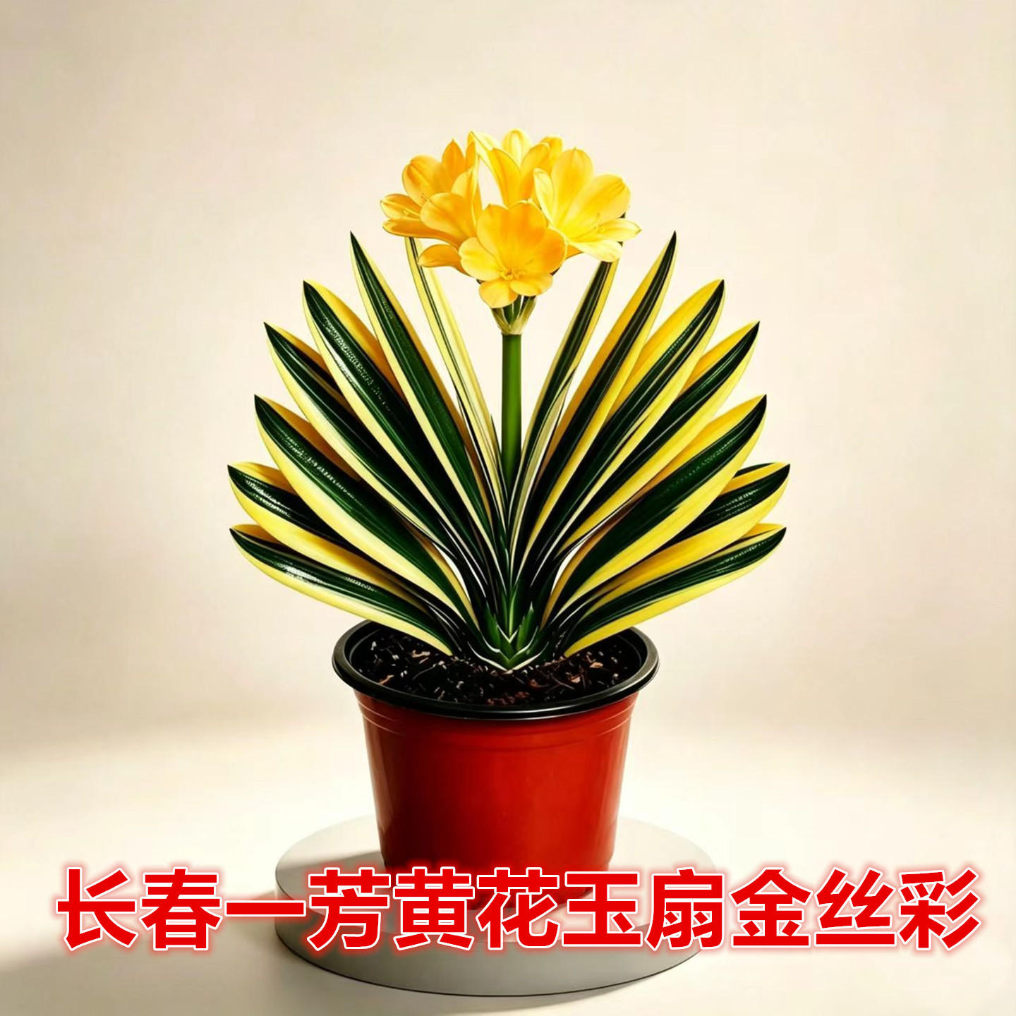 一芳黄花玉扇君子兰小苗盆栽
