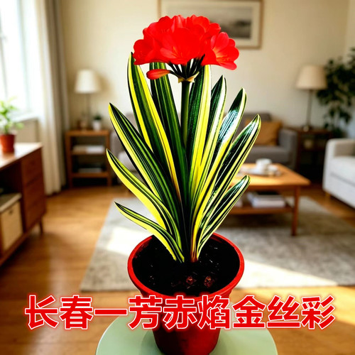 君子兰阳台窗台美观多彩少绿