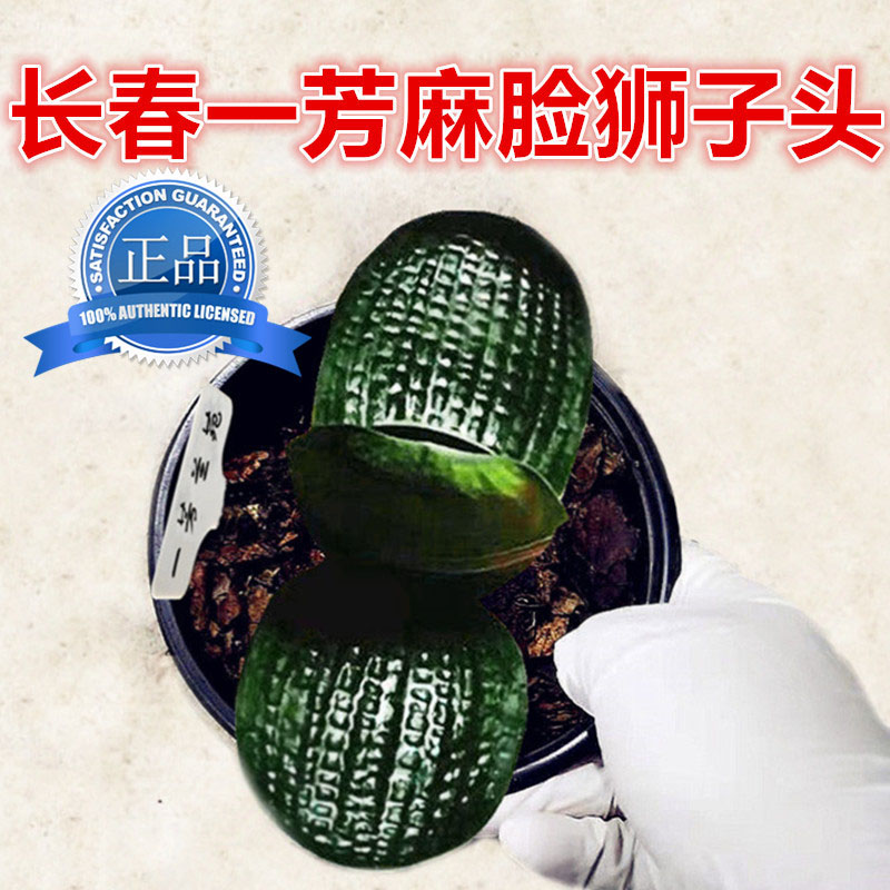 国宝级狮子头麻脸短叶和尚君子兰