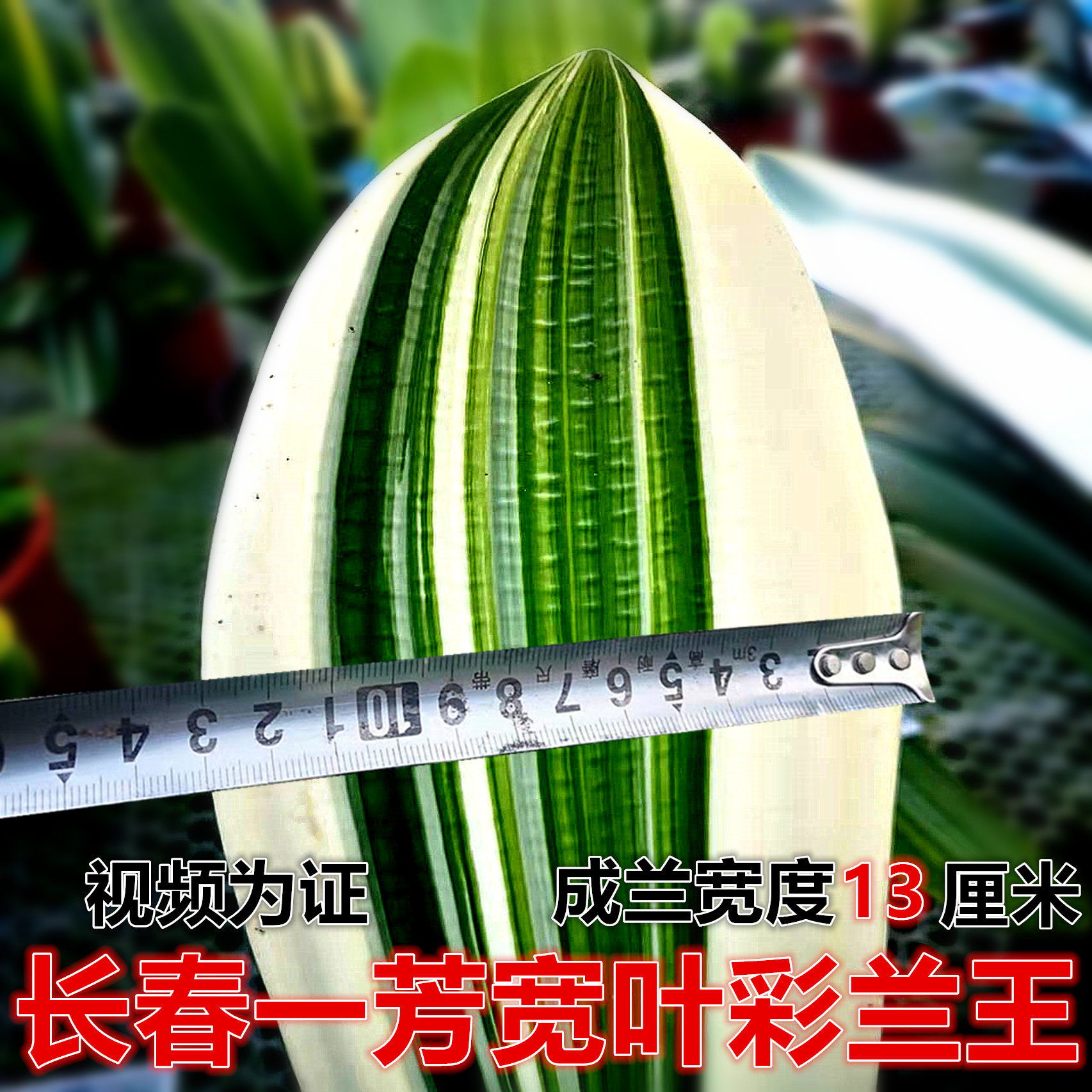 长春精品君子兰宽叶和尚短叶彩兰