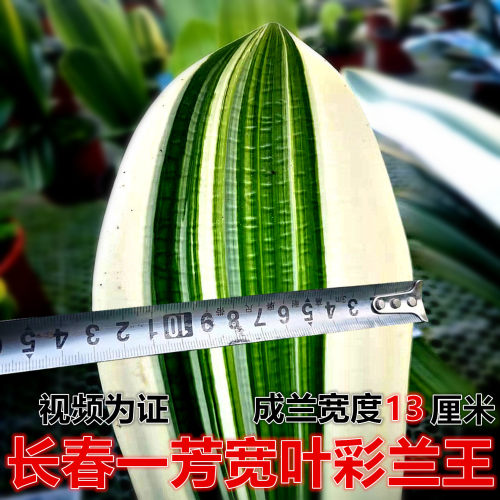 长春精品君子兰宽叶和尚短叶彩兰