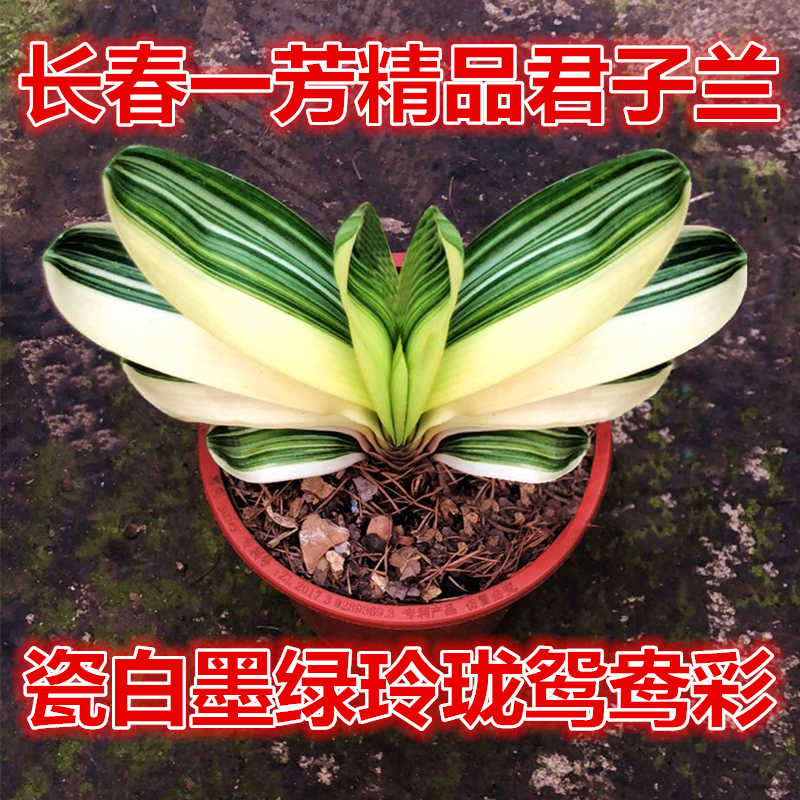 瓷白墨绿玲珑一线天福伦君子兰