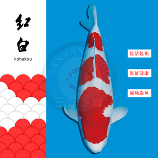 进口纯种日本红白大正昭和三色白写绯写锦鲤观赏鱼活体精品冷水鱼