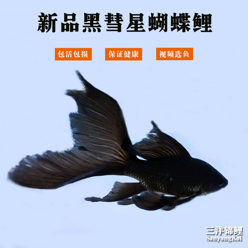 新品纯种台湾黑蝴蝶鲤龙鲤黑彗星蝴蝶鲤鱼球形长尾观赏鱼活体包邮