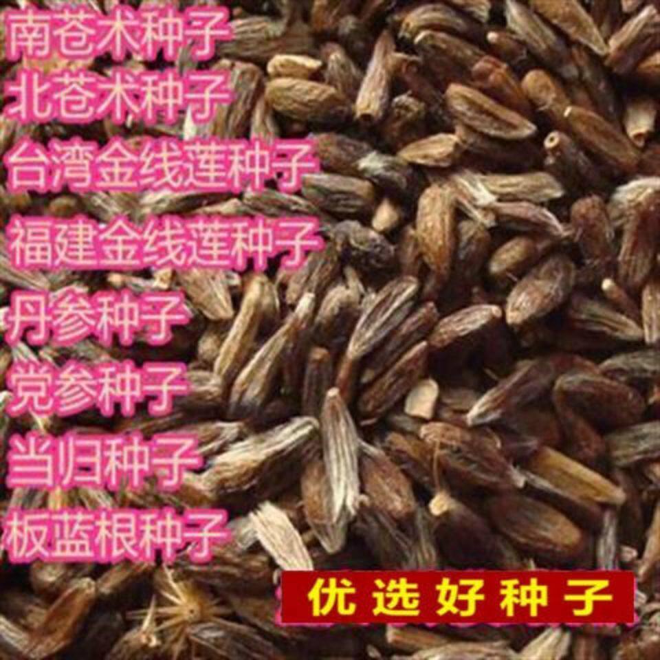 新采药材种子金线莲种子南北苍术丹参党参柴胡桔梗种子