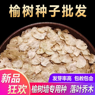 榆树种籽榆树墙种子榆树的种子白榆树种子榆树钱金叶榆榔榆种子