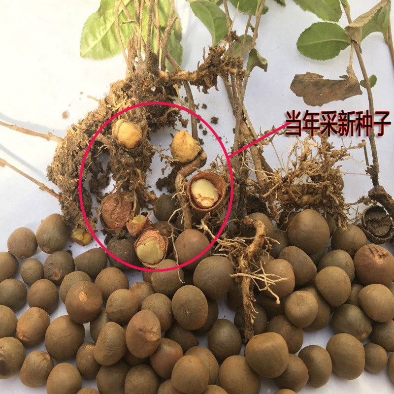 林木种子茶树种子茶种籽茶树种茶农收集籽大饱满出芽率高