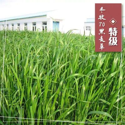 黑麦冬牧70草籽牧草种子护坡固土草种耐旱耐盐碱多年生豆科优质牧