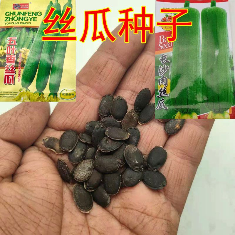 丝瓜种子肉丝瓜种籽长丝瓜籽香丝瓜菜籽蔬菜青菜庭院阳台盆栽地栽