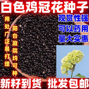 白色鸡冠花花种籽苗耐旱耐热四季可药用盆栽庭院扇状凤尾种子阳台