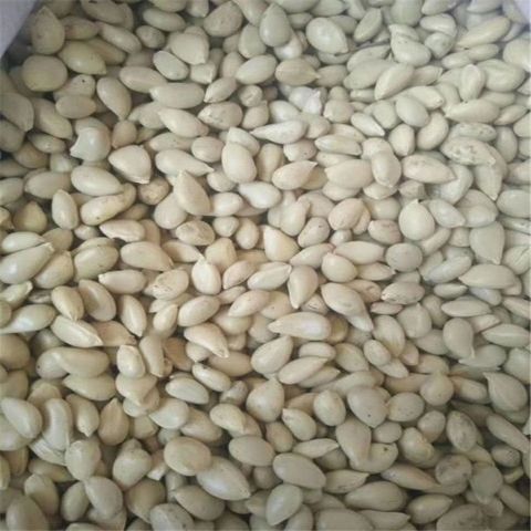 新采枳壳枸橘种子积壳籽丑橘子红橘香橙种子嫁接砖木用带刺篱笆墙