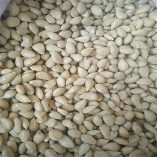 新采枳壳枸橘种子积壳籽丑橘子红橘香橙种子嫁接砖木用带刺篱笆墙