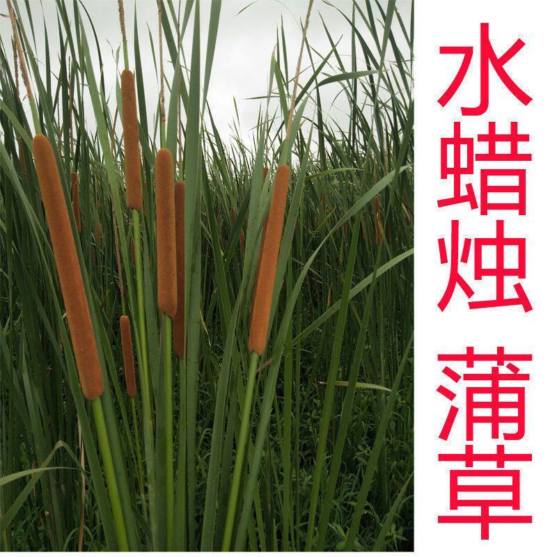新采集蒲种子 散装蒲草种子  蒲草根 香蒲水蜡烛新籽易出棒花粉