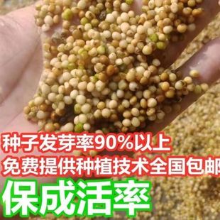 云南黄精种 滇黄精种子老虎姜种子节节高种子种苗 姜型多花甜黄精