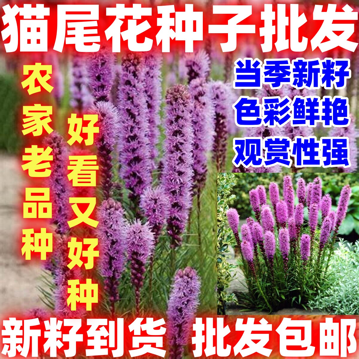 猫尾花种子种子猫尾花多年生草本耐寒耐荫盆栽花卉观赏绿化花草