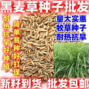 牧草种子多年生黑麦草四季种植养牛羊鸡鸭鱼鹅兔高产耐寒草籽好种