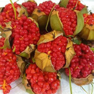 出售药材种子七叶一枝花种子滇重楼种子