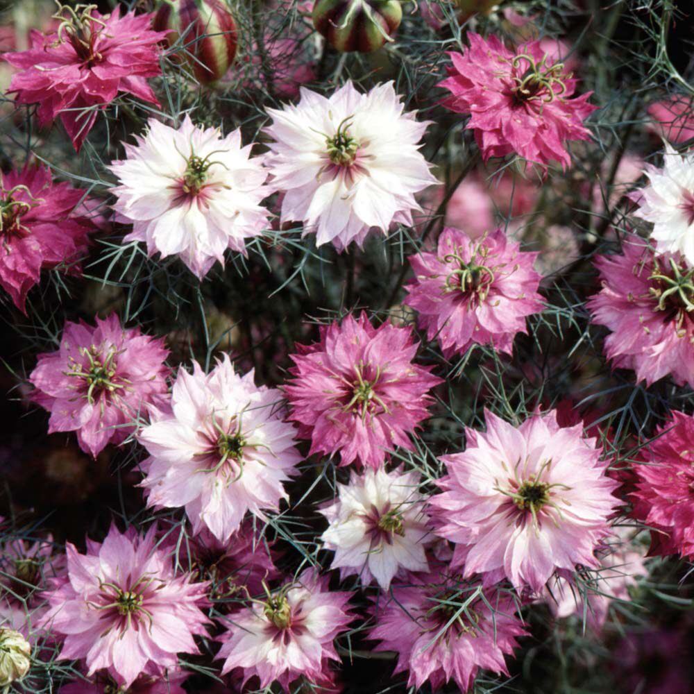 黑种草种子混色香草波斯宝石黑子草阳台盆栽植物景观花海四季花籽