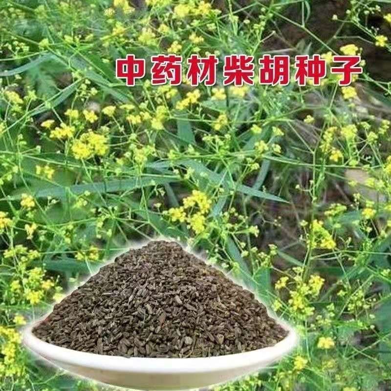柴胡种子茈胡柴草茹草中草药材种籽春夏秋季庭院耐寒抗旱高产易种