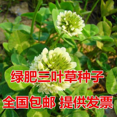 进口草坪种子暖季型草籽红花酢浆草三叶草白花三叶草四季种籽包邮