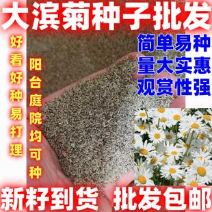 大滨菊种子大滨菊园林景观花海庭院花卉种子多年生花种子花籽草