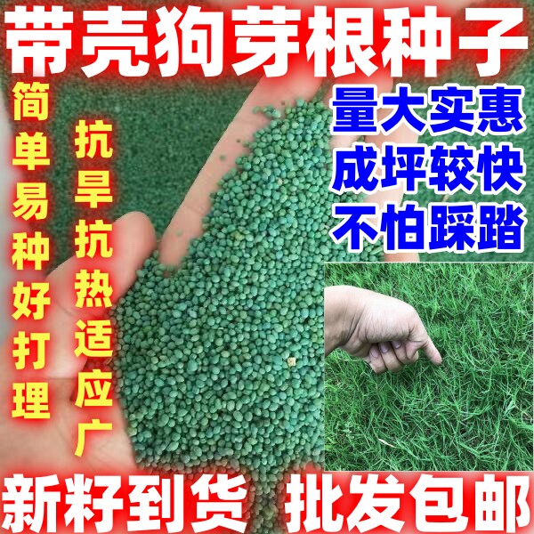 狗牙根草坪种子带壳种子草籽百慕大狗芽根低矮不用修剪耐践踏好种