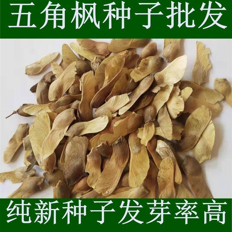 新采优质五角枫元宝枫三角枫红枫树籽观叶风景树绿化植物林木种子