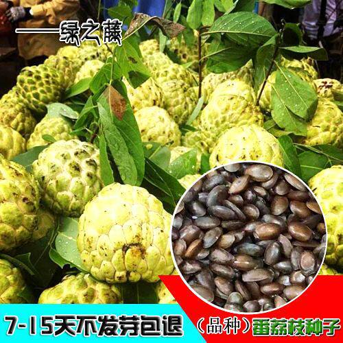番荔枝种子 林檎 唛螺陀洋波罗 番苞萝 佛头果释迦果种子四季可播