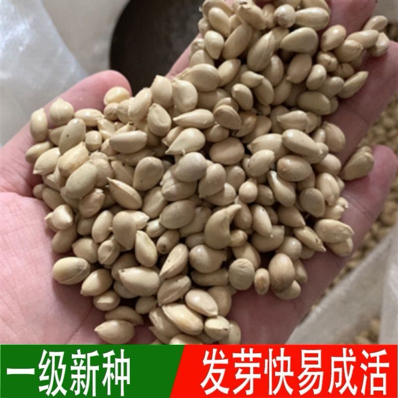 枸橘种子枳壳种籽积壳籽嫁接砧木树种子带刺围墙篱笆种子