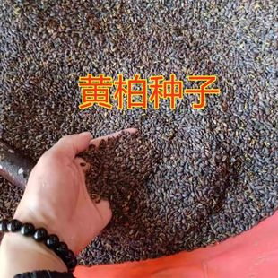 药材黄柏种子黄檗元柏檗木川黄柏皮种绿化林木苗木树种子黄菠萝籽