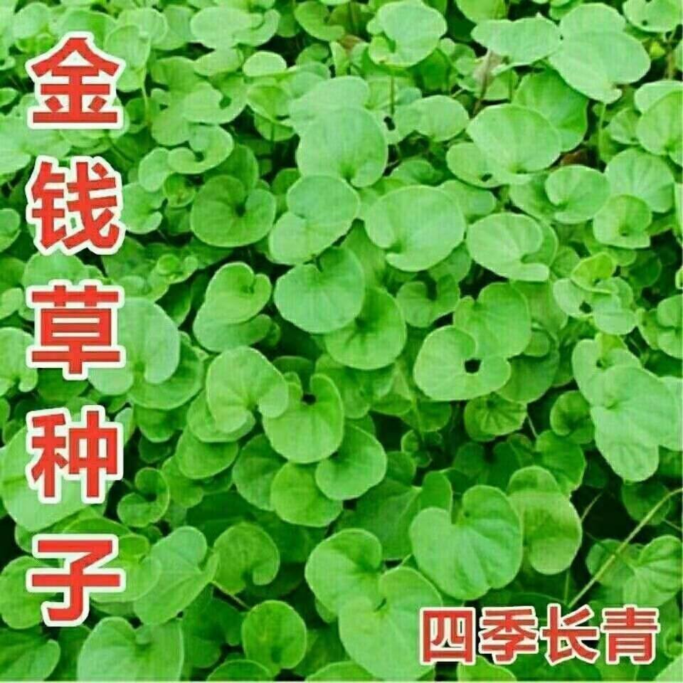 金钱草种子 马蹄金种子 盆景草假山草种子 上水石吸水石专用草籽