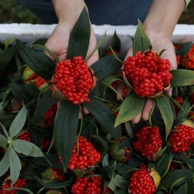 云南滇重楼种子种苗七叶一枝花种子独角莲种子名贵中药材种子重楼