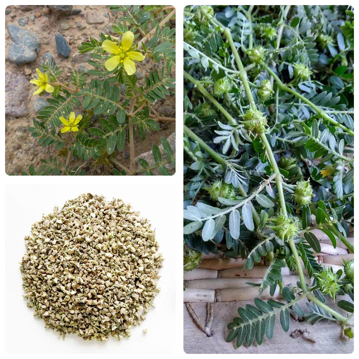 中药材蒺藜种子名茨 旁通 屈人止行休羽 升推 白蒺藜种子观花种籽 - 实物图