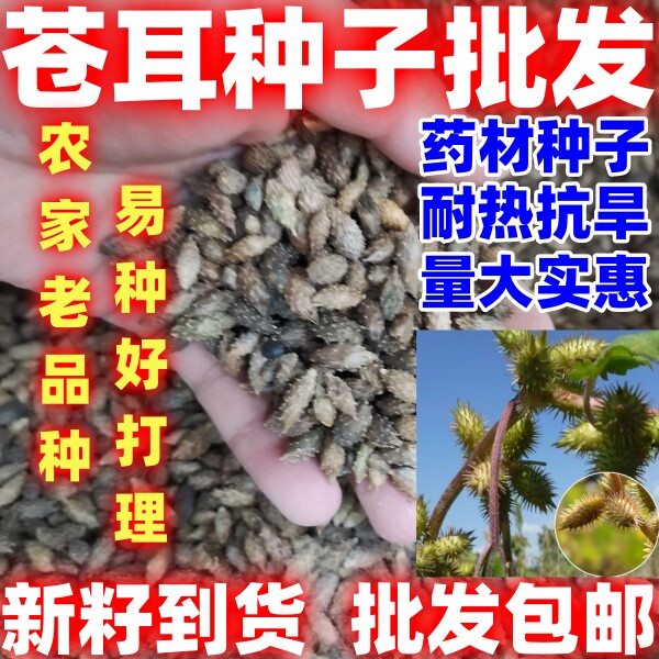 苍耳种子简单易种四季种植功效多样苍耳种子农家老品种种子