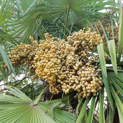 棕榈种子山棕树种子花卉林木树种子并榈唐棕榈种子棕树种子