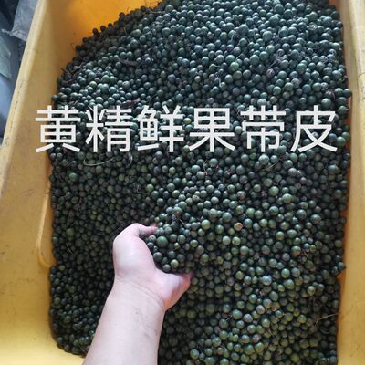 优质多花黄精种子鲜果 倒苗品种 发芽率高 刚采摘的带皮鲜果
