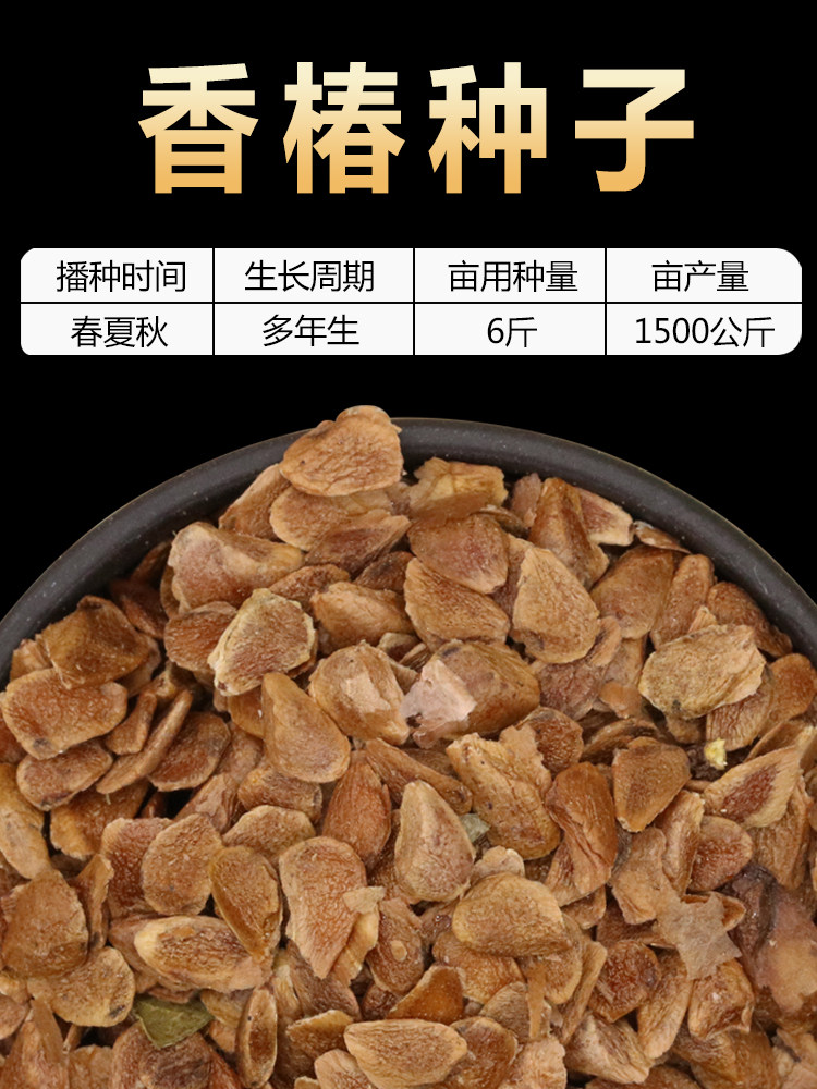 农家自留香椿种子种籽四季红油新香椿树苗芽苗菜香春芽蔬菜种子