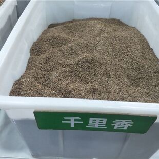 千里香种子 九里香种子小盆栽办公室植物花卉种常绿小乔木树种