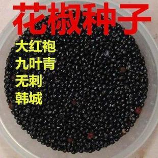 狮子头大红袍花椒种子 韩城 无刺花椒种子 育苗专用花椒种子包邮