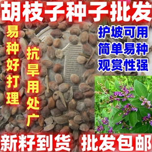 多年生胡枝子种子萩胡枝条扫皮随军茶耐贫瘠根系发达春季简单易种