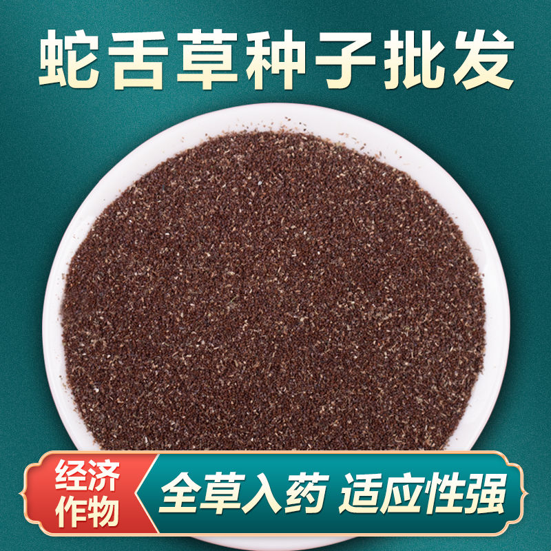 白花蛇舌草种籽百花蛇舌草子蛇舌草种子半枝莲种籽中药材种子包邮