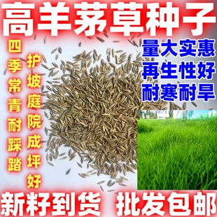 四季高羊茅草坪草籽护坡耐寒耐践踏庭院护坡绿化草皮常青种子