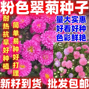 粉色翠菊种子菊花种子阳台庭院盆栽花草懒人糖果菊耐寒花简单易种